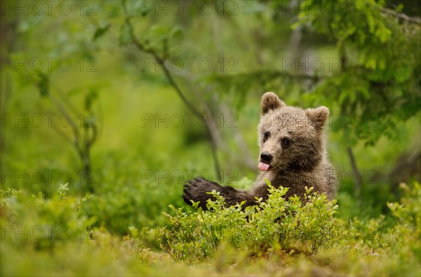 Brown bear cub