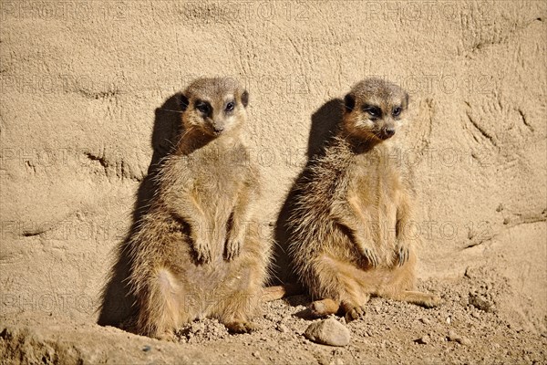 Two lazy meerkats