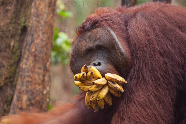 Wild orangutan dominant male
