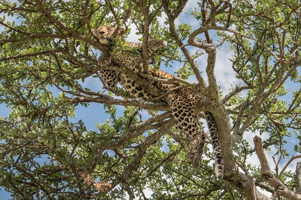 Leopard - African Wildlife