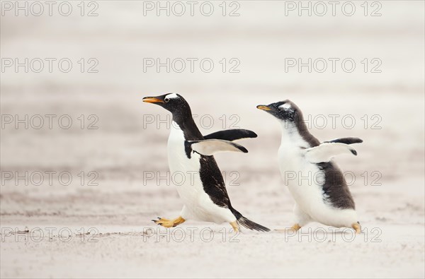 Gentoo penguin chick