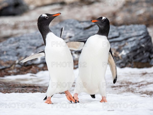 Gentoo penguins (Pygoscelis papua)