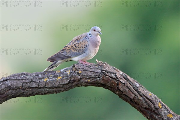 European Turtle Dove on a branch in Romania