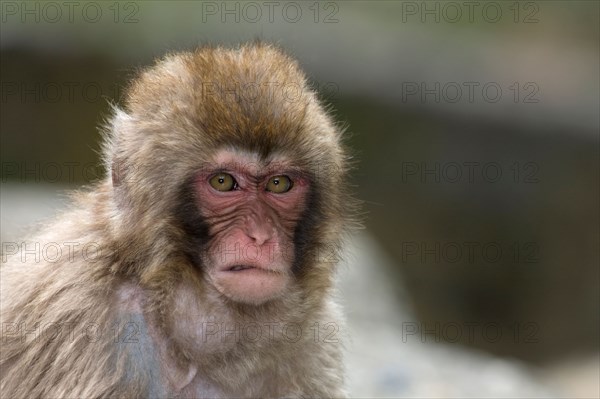 Young Japanese Macaque (Macaca fuscata) threatening another monkey