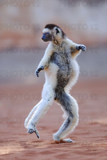 Verreaux's Sifaka (Propithecus verreauxi) dancing in Madagascar
