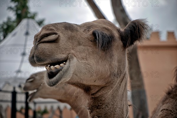 Camel funny animal face laughing