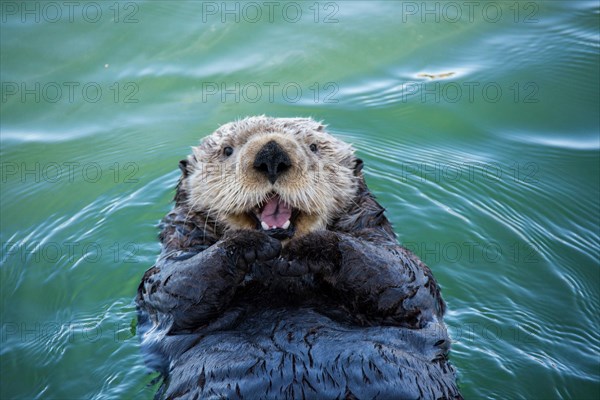 Cute Sea Otter, Enhydra lutris, lying back in the water and appearing to smile or laugh, Seldovia Harbor, Alaska, USA