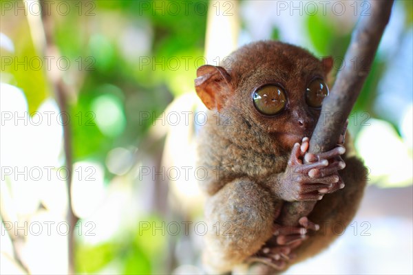 Tarsier