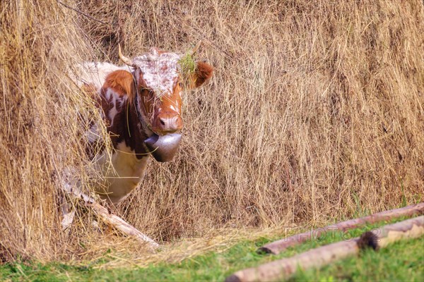 funny cow in hay closeup