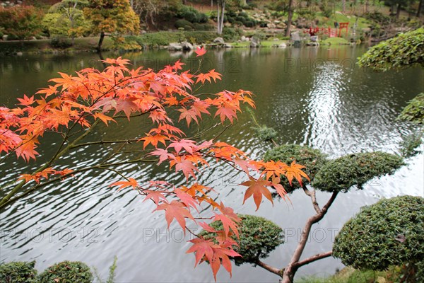 fall in a park in maulevrier (france)