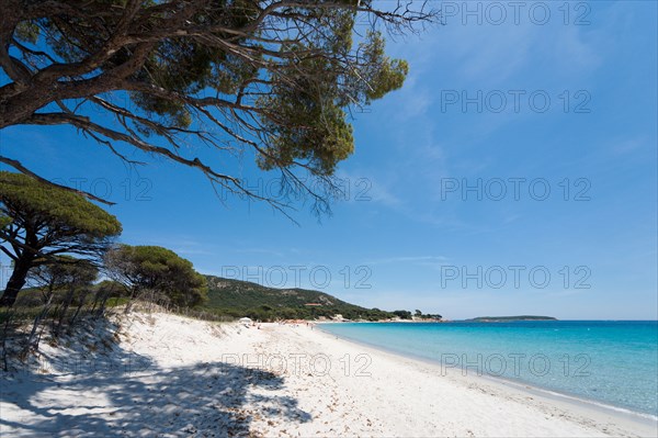Palombaggia Beach, near Porto Vecchio, Corse du Sud, Corsica, France