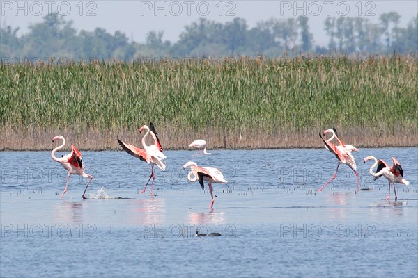 Flamingoes in the Camargue France