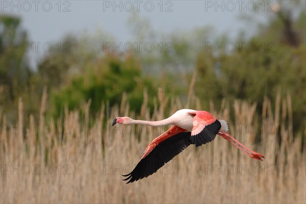 a flamingo while landing in the reeds of the pond