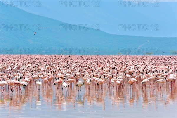 Huge Swarm of Lesser Flamingos, Phoenicopterus minor, at Lake Bogoria in Kenya