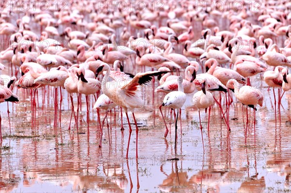 Flaunting Lesser Flamingo, Phoenicopterus minor, at Lake Bogoria, Kenya