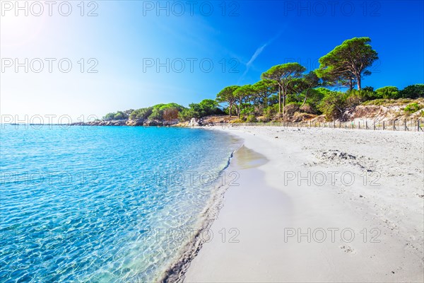 Sandy Palombaggia beach with pine trees and azure clear water, Corsica, France, Europe.