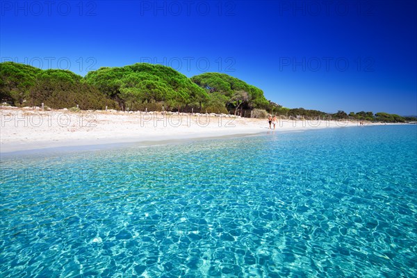 Palombaggia sandy beach with pine trees and azure clear water, Corsica, France, Europe.