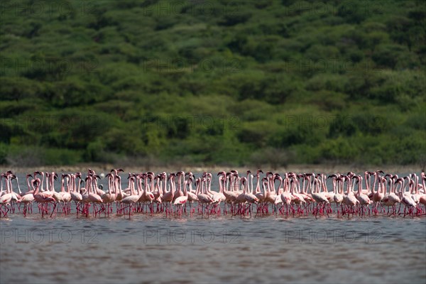 Lesser Flamingos (Phoenicoparrus minor) standing in lake Bogoria, Kenya