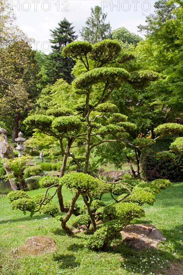 Cloud pruned Buxus sempervirens.