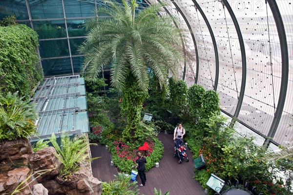 Butterflies are seen in an enclosure in Singapore's Changi airport