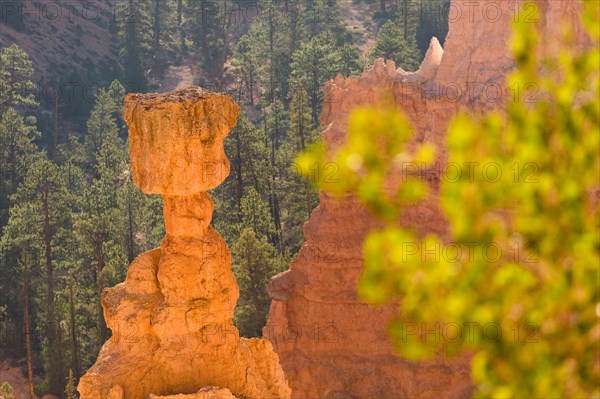 famous hoodoo 'Thor's Hammer' in the giant natural amphitheater of Bryce Canyon in morning light, USA, Utah, Bryce Canyon National Park, Colorado Plateau