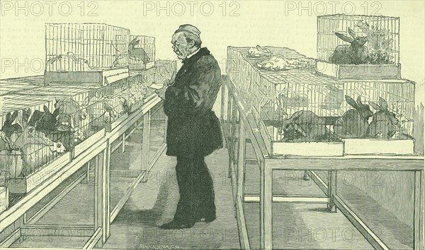 Louis Pasteur (1822-1895) French chemist, in his laboratory at the Ecole Normale, Paris, during his work on hydrophobia.  Around him are cages full of the rabbits he used during his experiments.  From 'The Illustrated London News',  London,  21 June 1884.