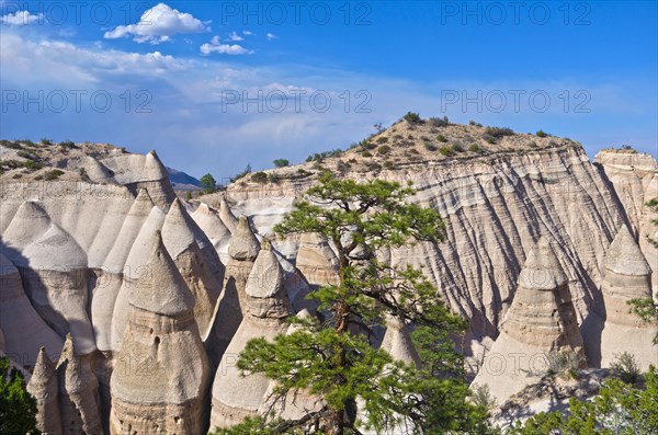 Kasha-Katuwe Tent Rocks National Monument in New Mexico.  A tree stands amid the hoodoos, beneath a blue sky.