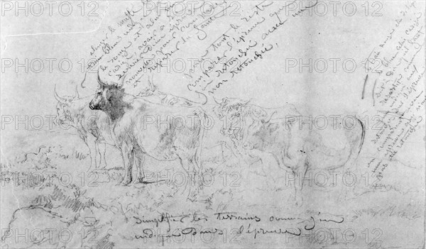 Rosa Bonheur - Sketch of Five Bulls with Color Notes - Walters 372365