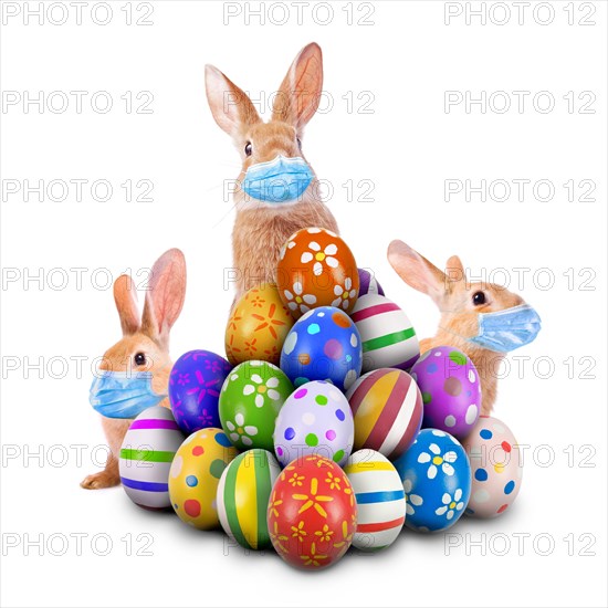 Easter Bunnies Easter Rabbits scared Coronavirus Covid-19 pandemic surgical face masks hiding peeking pile painted Eggs Egg Hunt Game isolated white