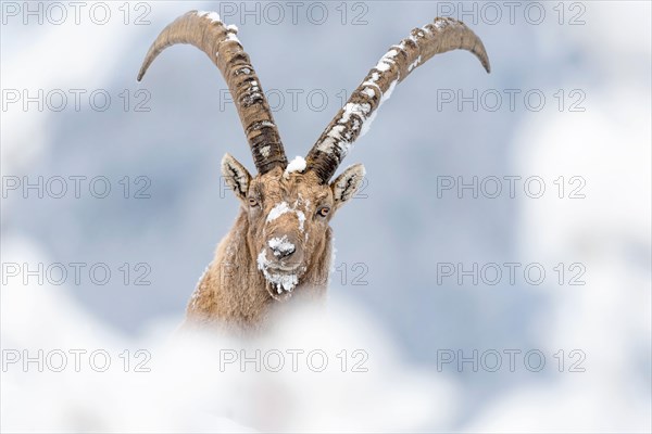 The King of the Alps mountains (Capra ibex)