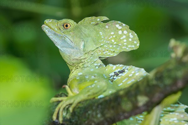 Plumed Basilisk (Basiliscus plumifrons), Costa Rica, Central America,