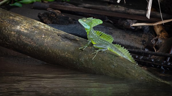 Basilisk or 'Jesus Christ' Lizard can run over water, Costa Rica