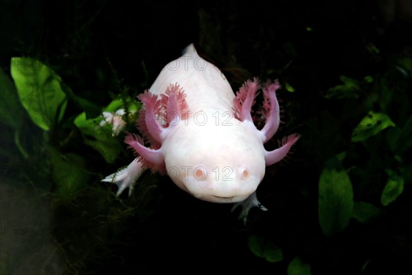 Closeup of an axolotl, a mexican salamander