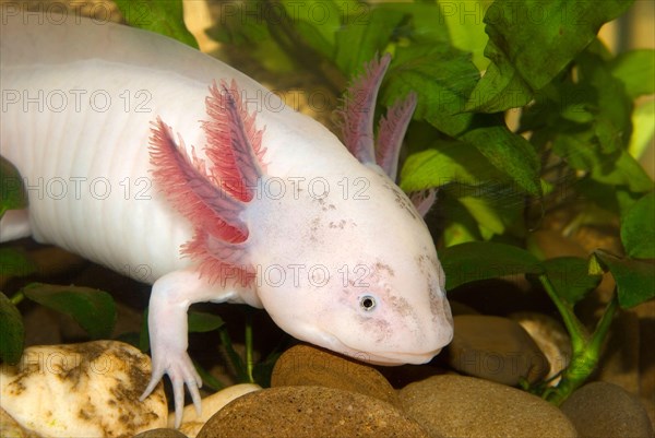 Underwater Axolotl portrait close up in an aquarium. Mexican walking fish. Ambystoma mexicanum.