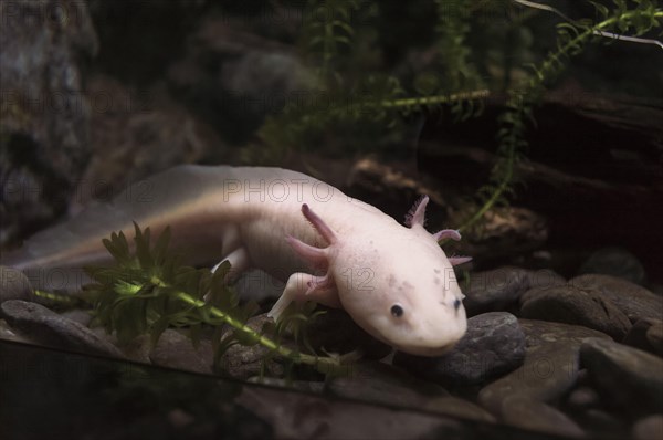 lying on rocks axolotl near fish tank glass