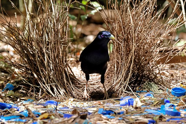 Male Satin Bowerbird at Bower