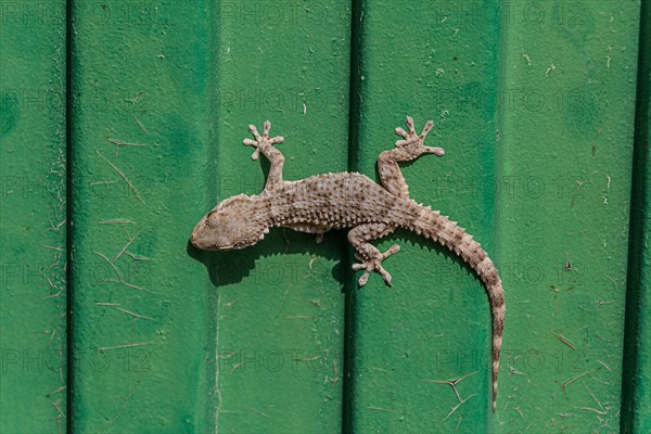 Tarentola mauritanica, Moorish Gecko