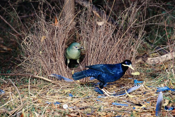 Satin Bowerbird Ptilonorhynchus violaceus Male and female at bower Canberra Australia