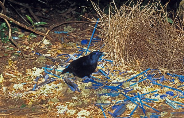 Satin Bowerbird Ptilonorhynchus violaceus Male at bower Lamington NP Australia S