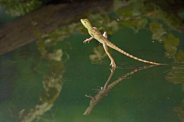 Green basilisk plumed basilisk crested basilisk Basiliscus plumifrons youngster running across water