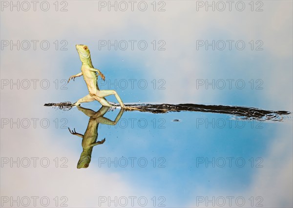 Green basilisk plumed basilisk crested basilisk Basiliscus plumifrons youngster running across water