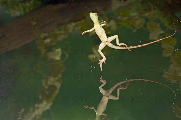 Green basilisk plumed basilisk crested basilisk Basiliscus plumifrons youngster running across water