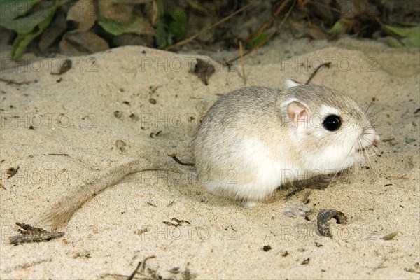 Gulf Coast Kangaroo Rat Dipodomys compactus