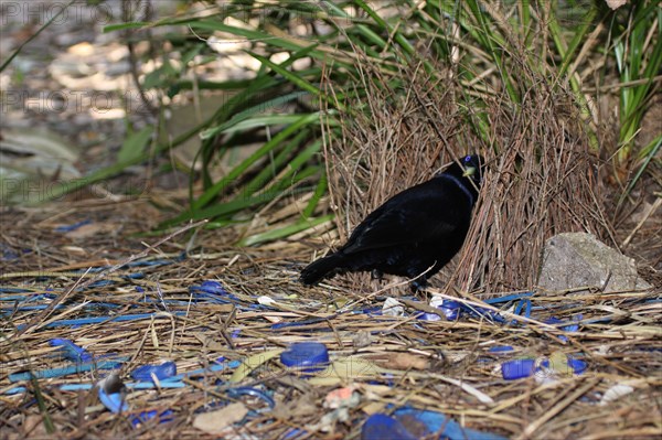 satin bowerbird next to bower