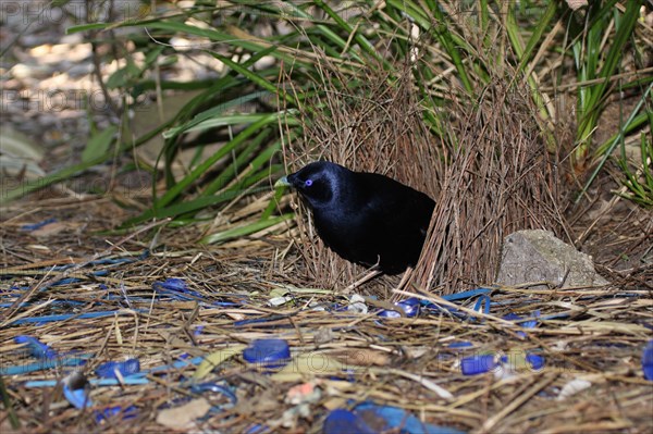 satin bowerbird inside a bower