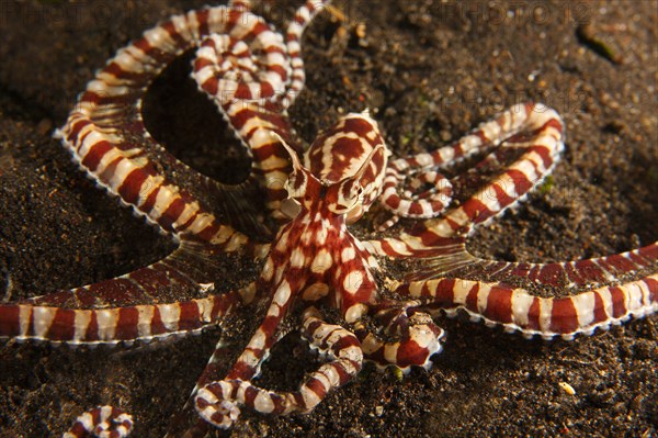 Mimic octopus Thaumoctopus mimicus on muck sand bottom in the Lembeh Strait