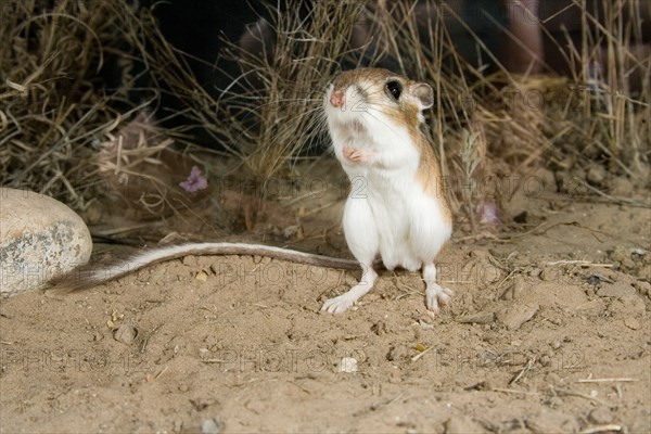 Ord's Kangaroo Rat