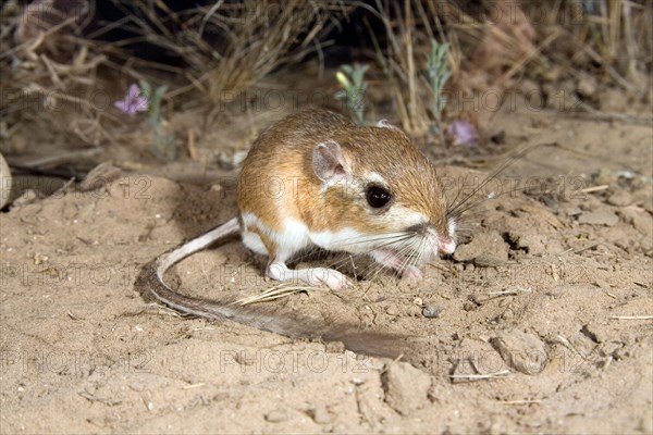 Ord's Kangaroo Rat