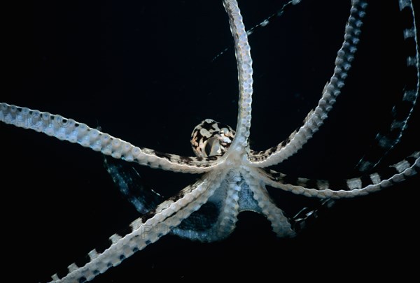 Mimic Octopus Thaumoctopus mimicus Lembeh Strait Celebes Sea Sulawesi Indonesia