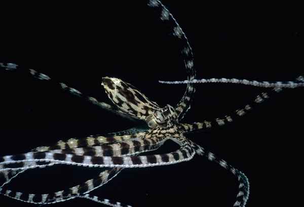 Mimic Octopus Thaumoctopus mimicus Lembeh Strait Celebes Sea Sulawesi Indonesia